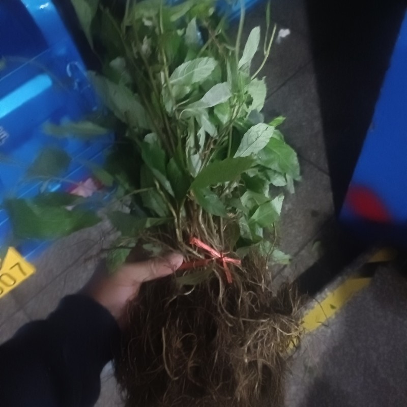 毛药花