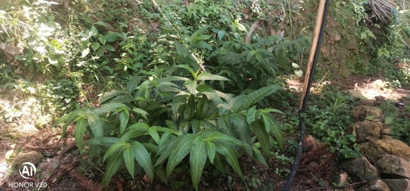 毛药花