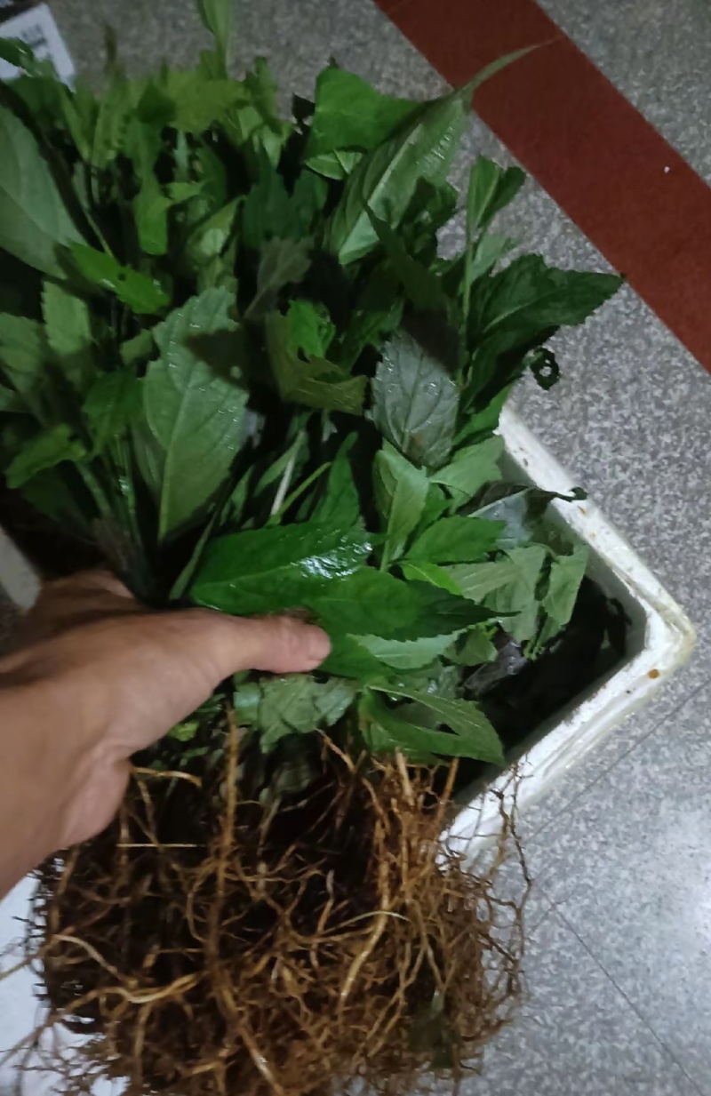 毛药花