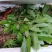 毛药花