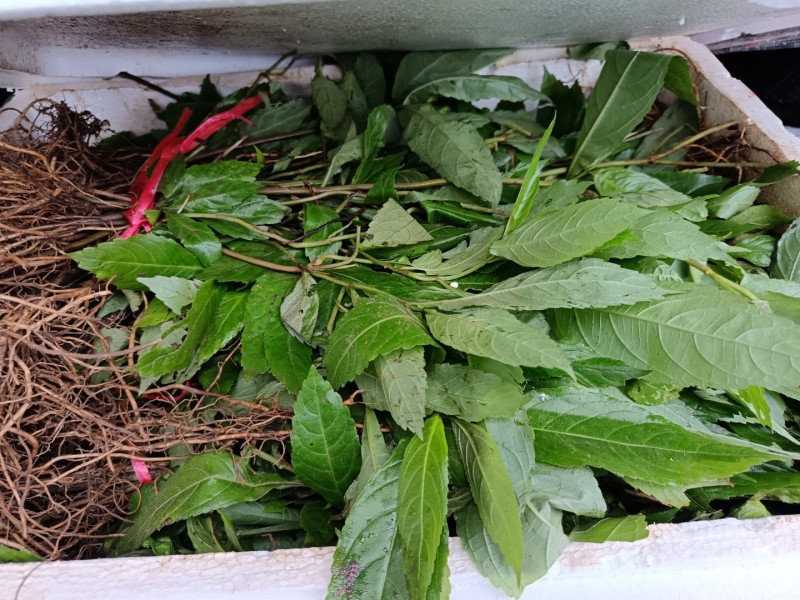 毛药花