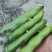 浙江蚕豆大量上市