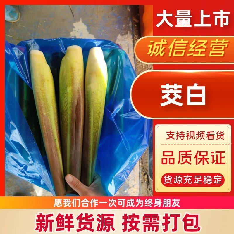 茭白大量现货供应，规格齐全，可视频看货代发全国欢迎电联