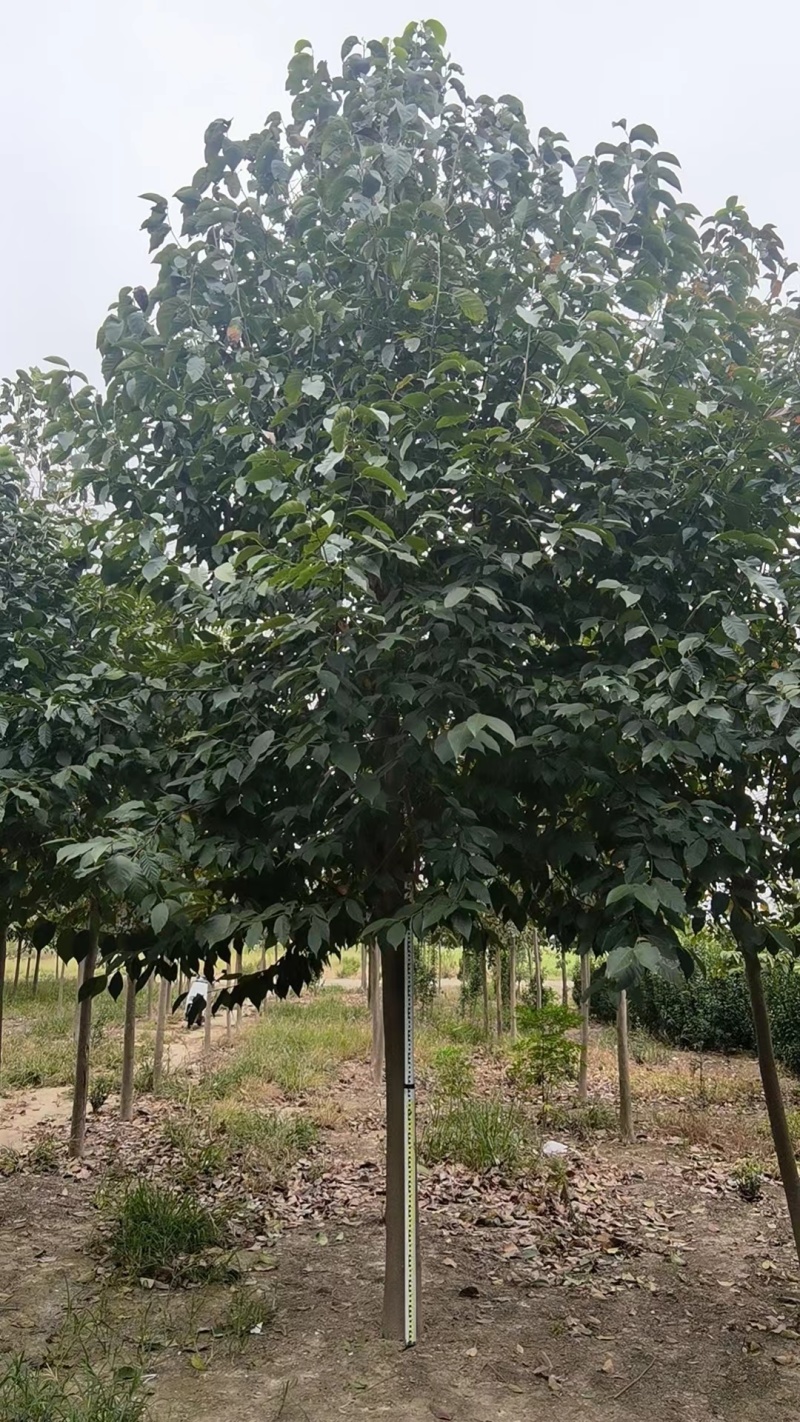 二乔玉兰，白玉兰，紫玉兰，红玉兰，基地大量有货4/30公