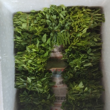 海南五指山野菜，树仔菜