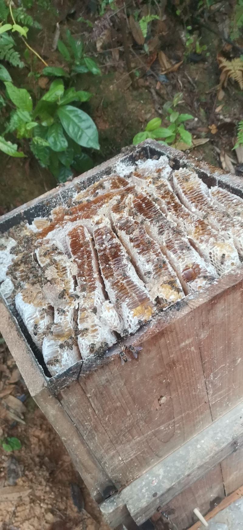 天然土蜂蜜4月13日割的新全封盖成熟蜜百花春蜜
