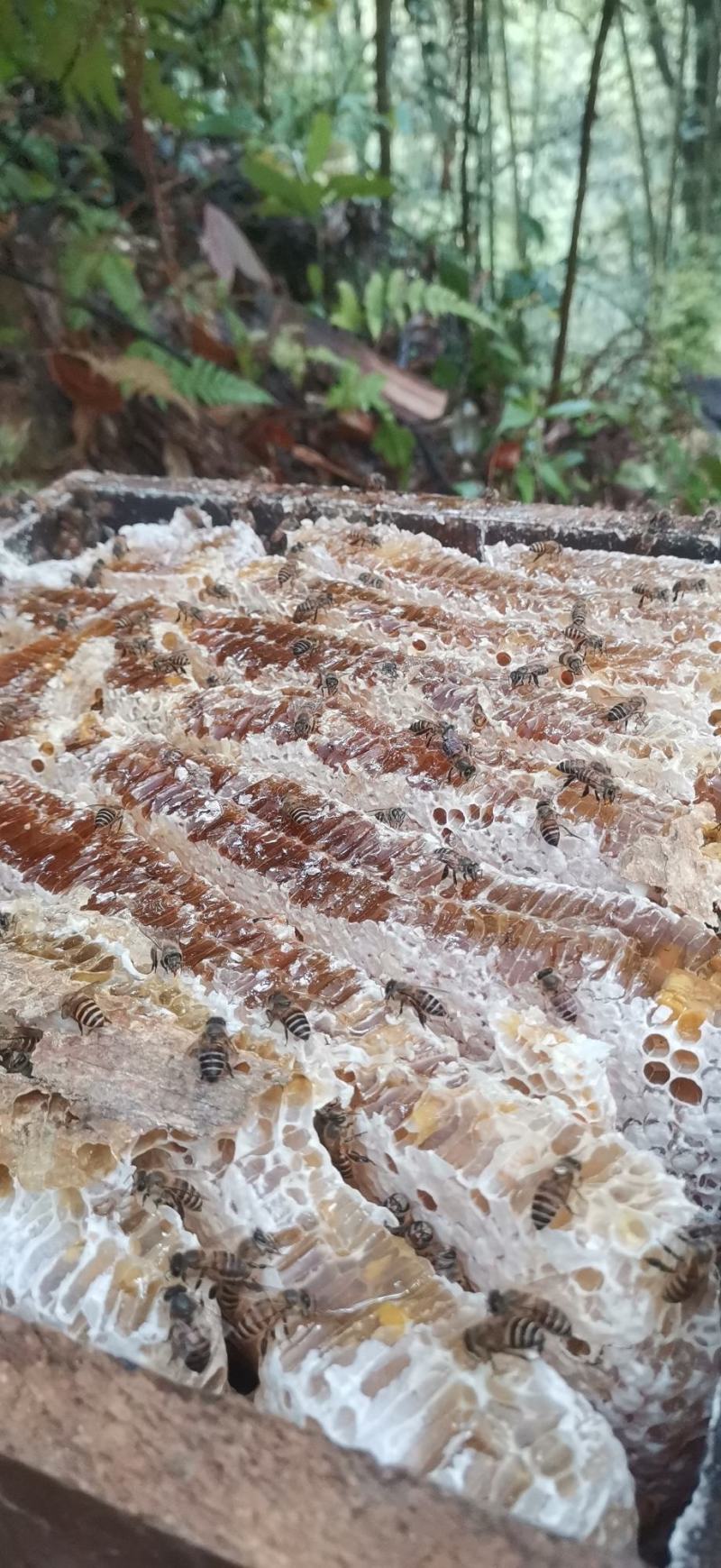 天然土蜂蜜4月13日割的新全封盖成熟蜜百花春蜜