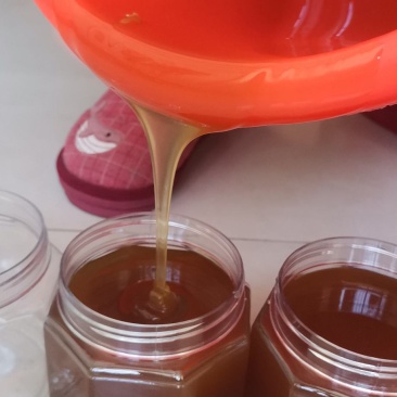 天然土蜂蜜4月13日割的新全封盖成熟蜜百花春蜜