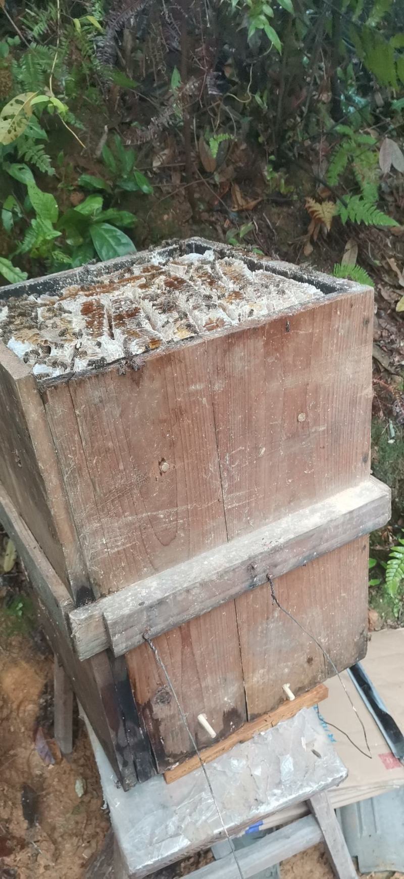 天然土蜂蜜4月13日割的新全封盖成熟蜜百花春蜜