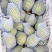 早酥梨大量有货，每斤1.7元
