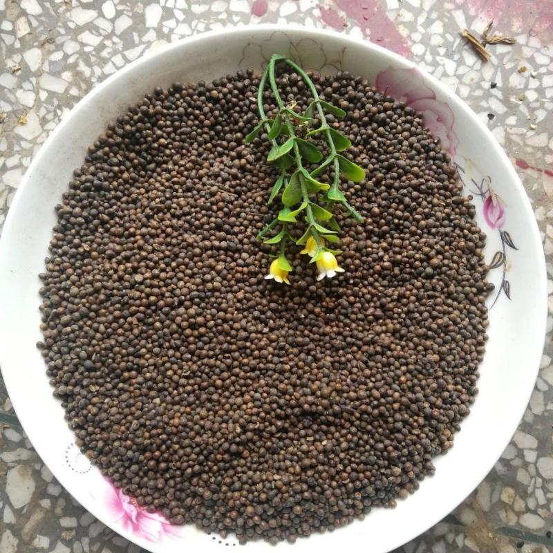 牡荆子1公斤中药材批发布荆子黄金子小荆实牡荆实荆条果黄荆子