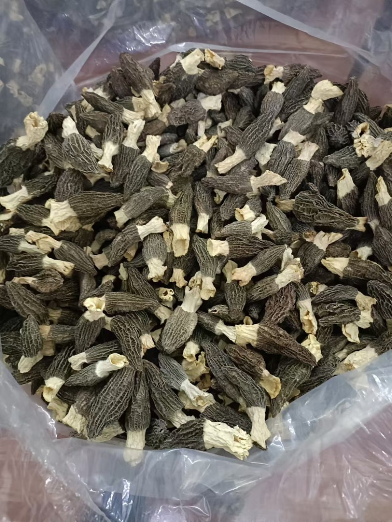 羊肚菌全国发货质量保证欢迎各位电话咨询