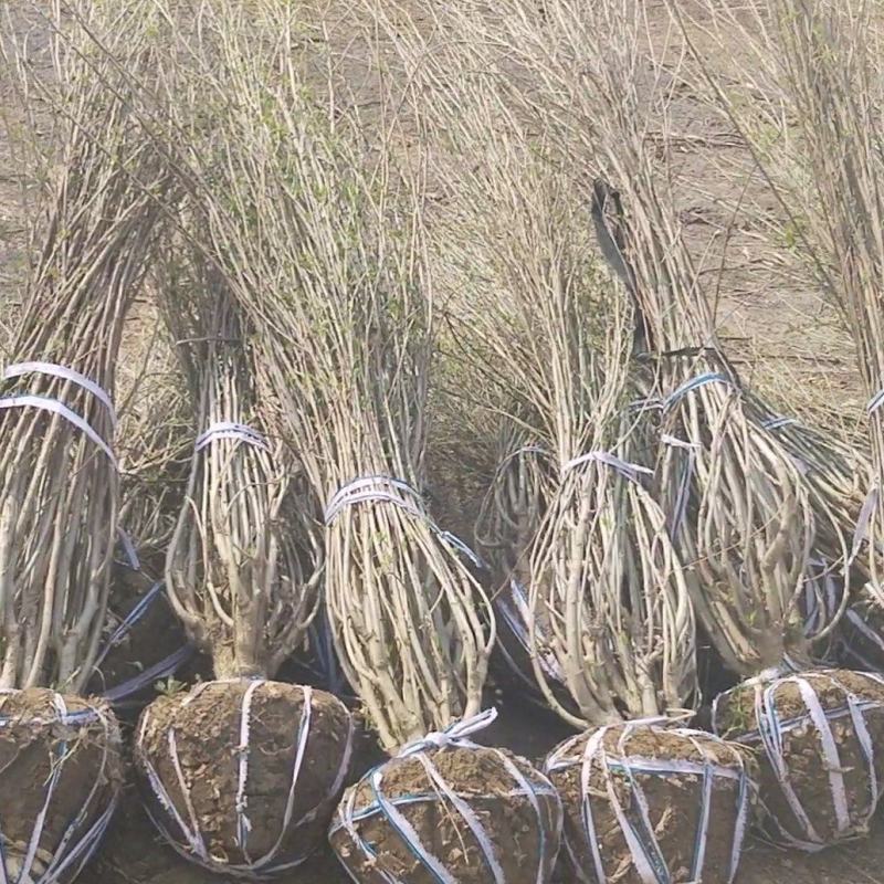 丛生木槿批发1-8公分木槿杆直冠圆树形优美