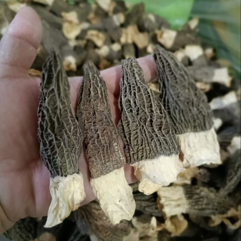 羊肚菌保质保量可批发可零售欢迎电话联系