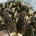 羊肚菌保质保量可批发可零售欢迎电话联系