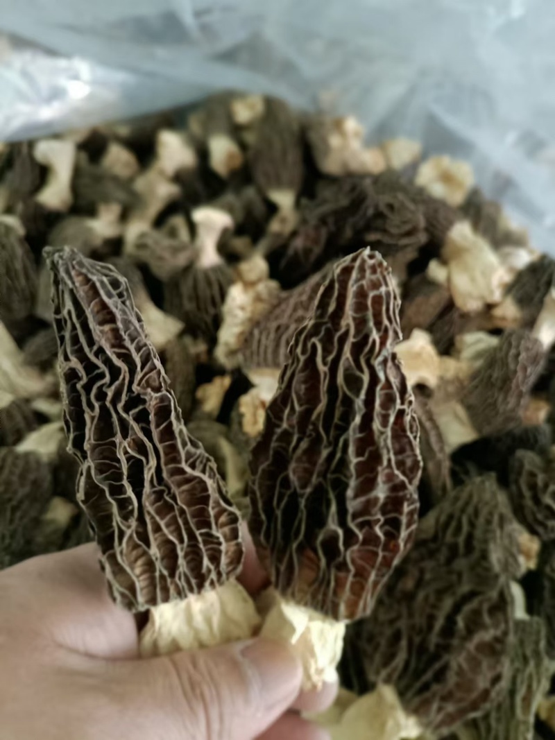 羊肚菌保质保量可批发可零售欢迎电话联系