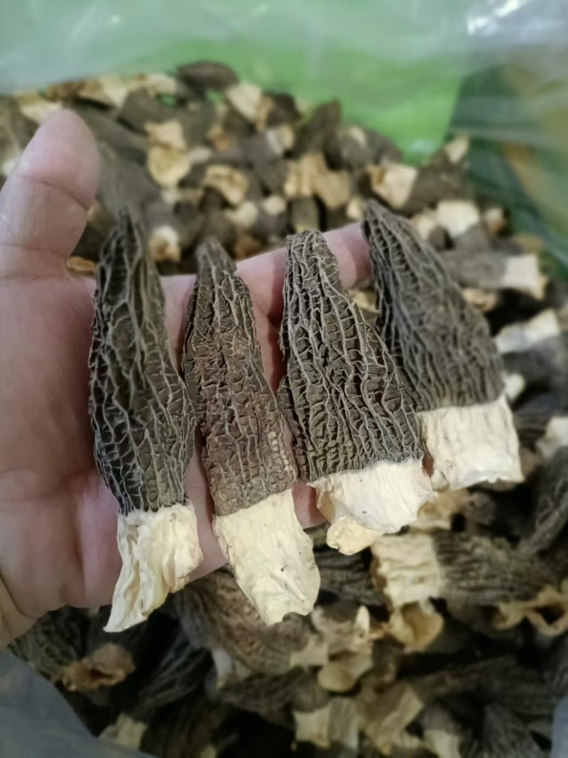羊肚菌保质保量可批发可零售欢迎电话联系