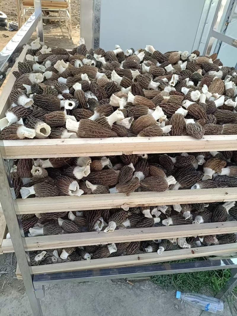 羊肚菌保质保量可批发可零售欢迎电话联系