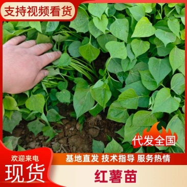 脱毒种苗西瓜红，蜜薯，哈密，龙九，济薯26等，各类种苗