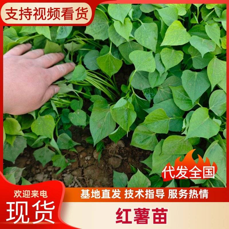 脱毒种苗西瓜红，蜜薯，哈密，龙九，济薯26等，各类种苗