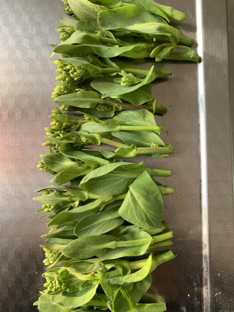 江苏菜苔大量有货对接商超欢迎致电咨询