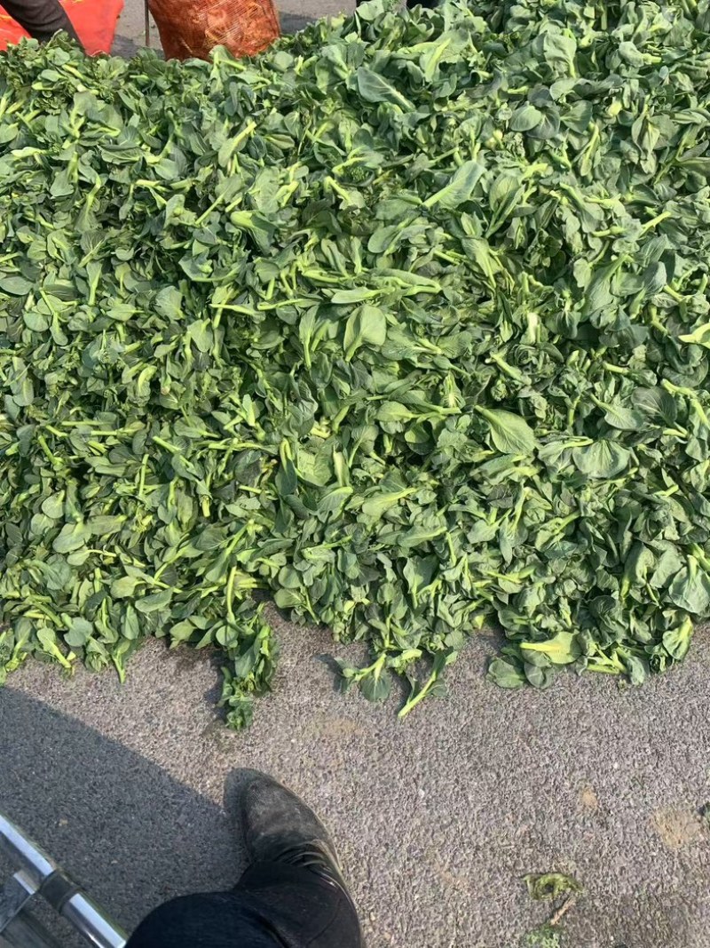 江苏菜苔大量有货对接商超欢迎致电咨询