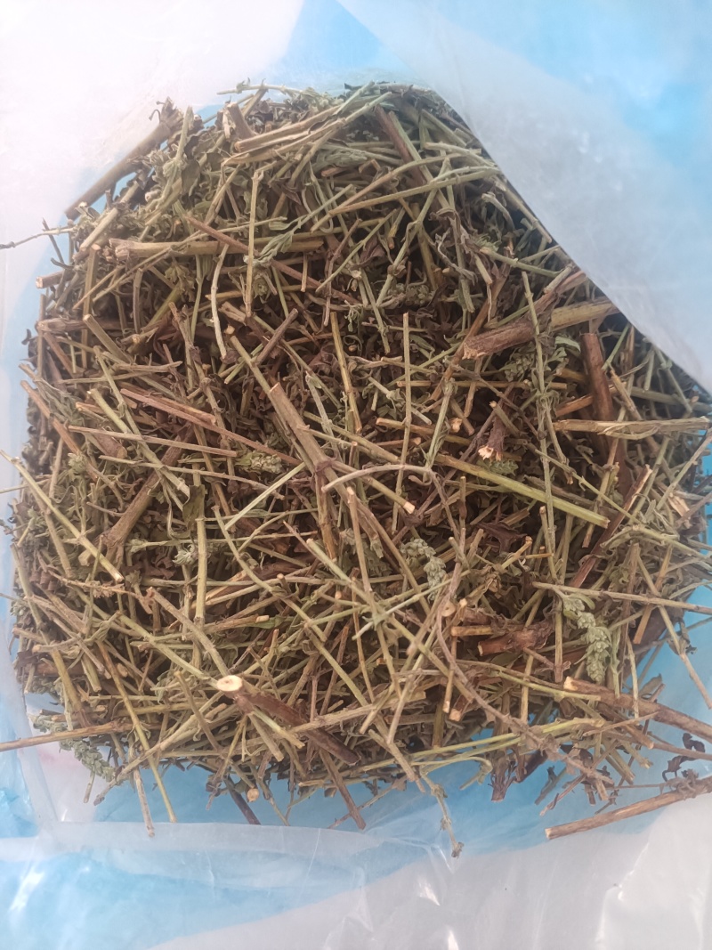 小叶荊芥湖南湘西野生小叶荆芥自泡茶待客热茶冷茶农户直发