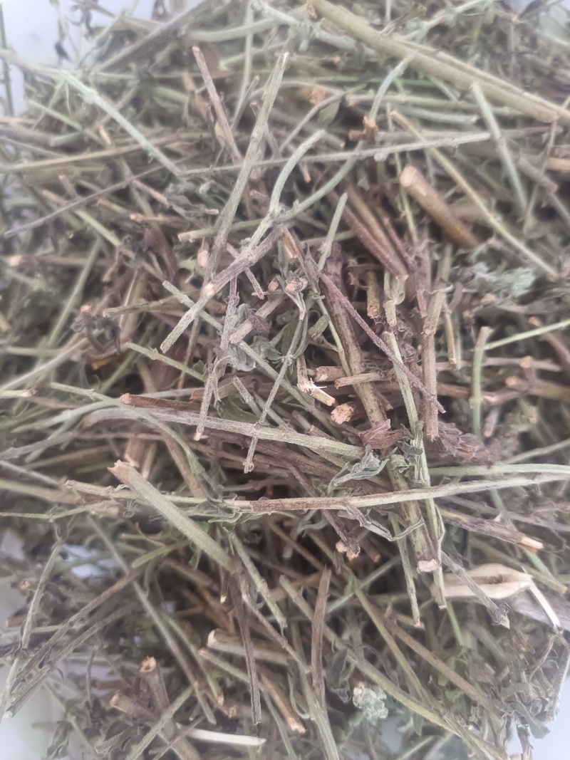 小叶荊芥湖南湘西野生小叶荆芥自泡茶待客热茶冷茶农户直发