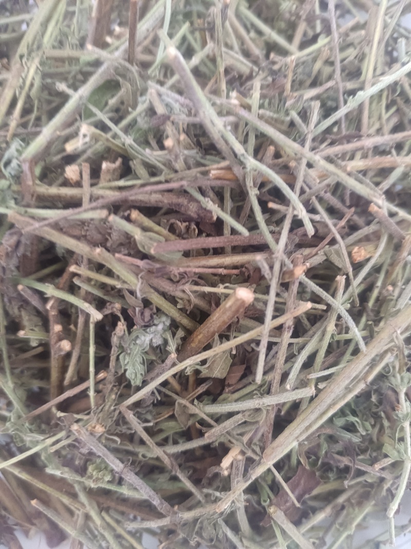 小叶荊芥湖南湘西野生小叶荆芥自泡茶待客热茶冷茶农户直发