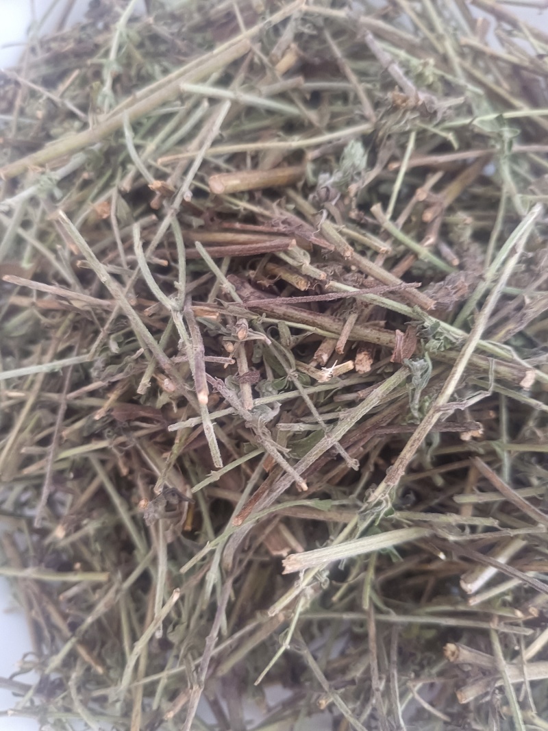 小叶荊芥湖南湘西野生小叶荆芥自泡茶待客热茶冷茶农户直发