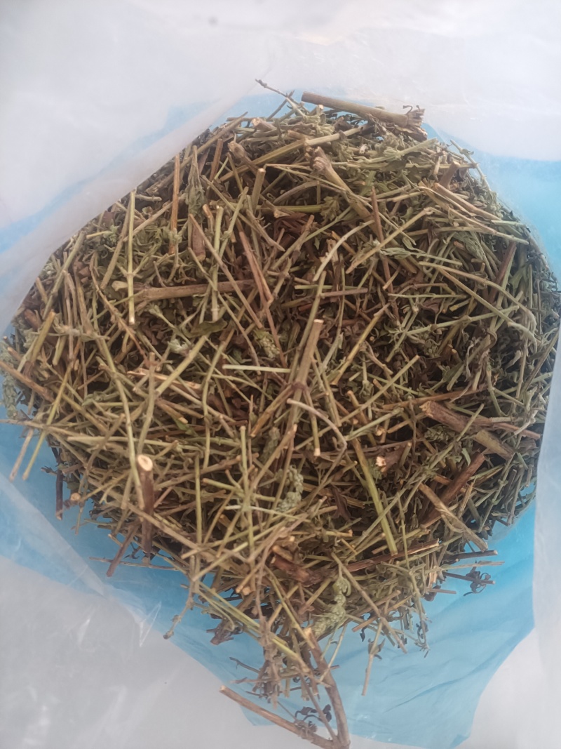 小叶荊芥湖南湘西野生小叶荆芥自泡茶待客热茶冷茶农户直发