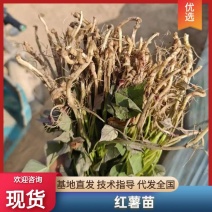 脱毒种苗，哈密红薯苗大田苗，量大从优欢迎致电联系