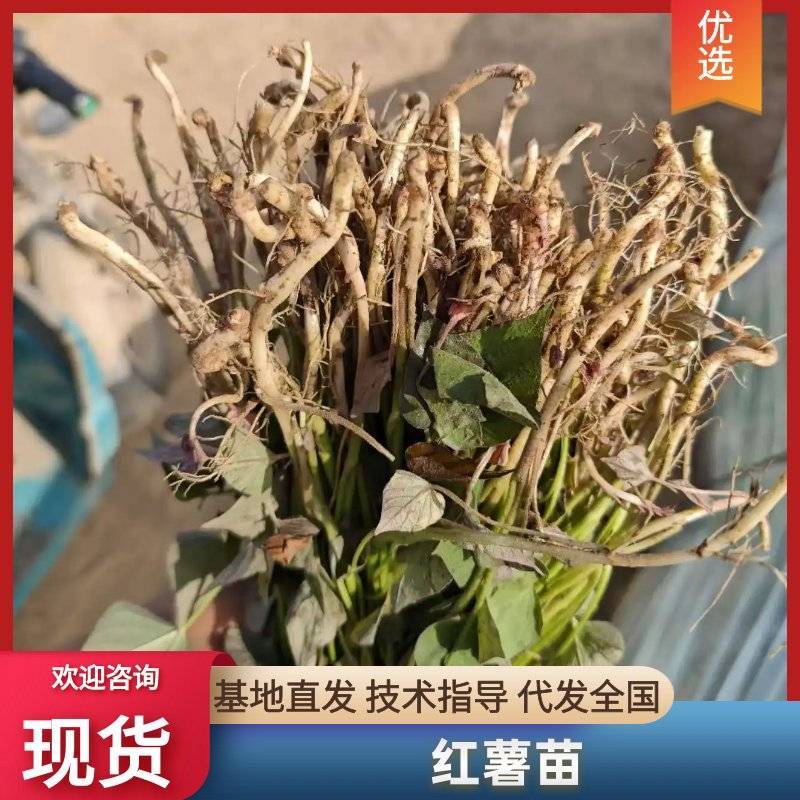 脱毒种苗，哈密红薯苗大田苗，量大从优欢迎致电联系