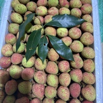 三月红荔枝