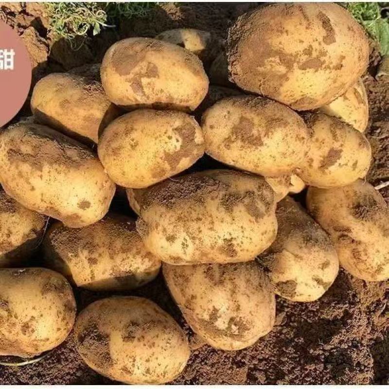 现挖黄皮大土豆新鲜黄心土豆新鲜马铃薯批发农家蔬菜洋芋包邮