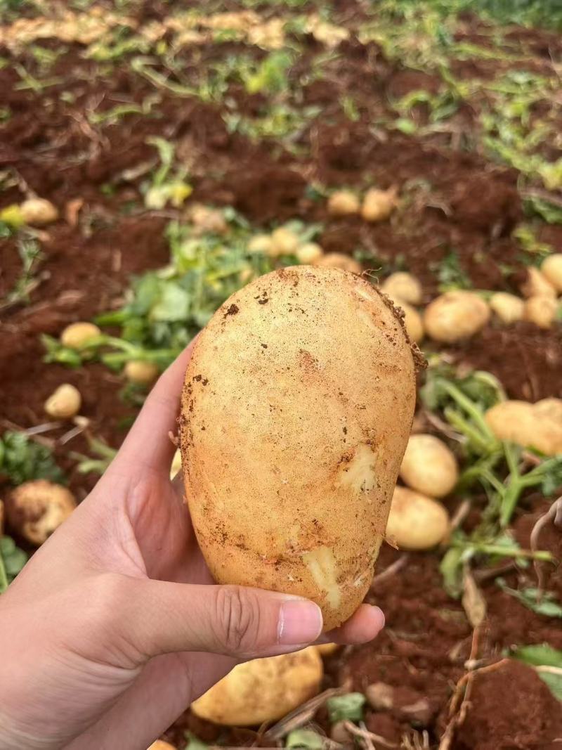 现挖黄皮大土豆新鲜黄心土豆新鲜马铃薯批发农家蔬菜洋芋包邮