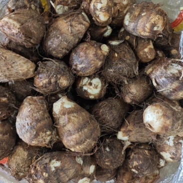 芋头种8520，豆包芋头都大量有货，合作种植包回收均可