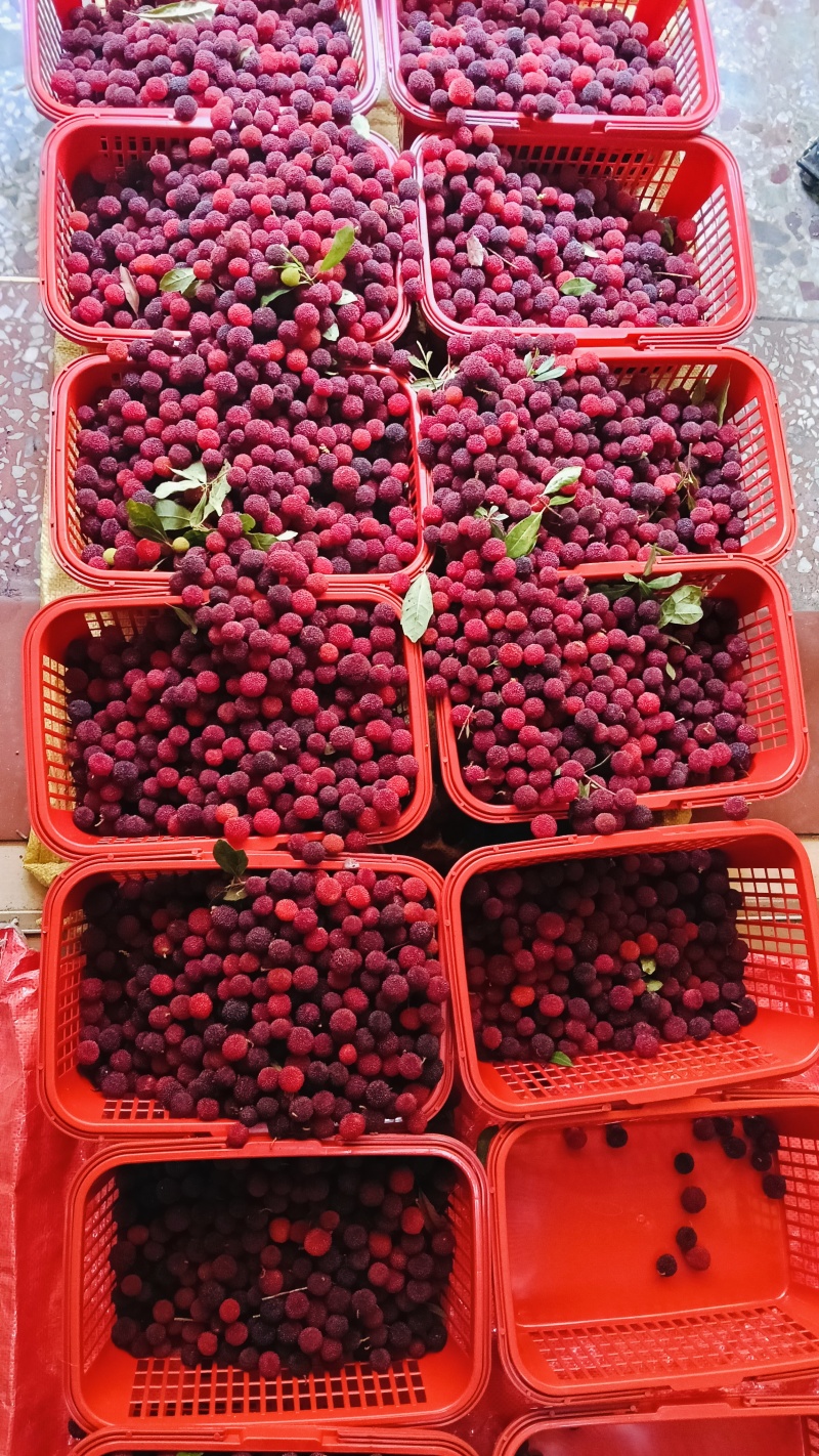 三滩杨梅