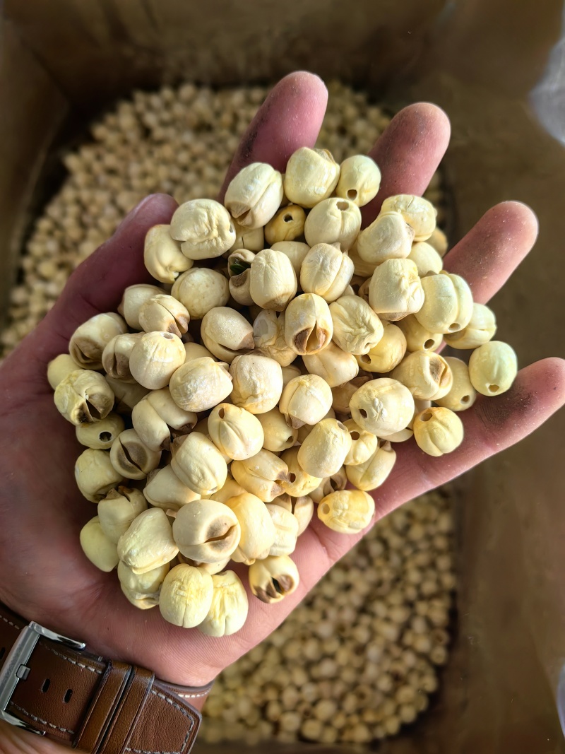 建莲莲子无硫精品磨皮去芯可煲汤