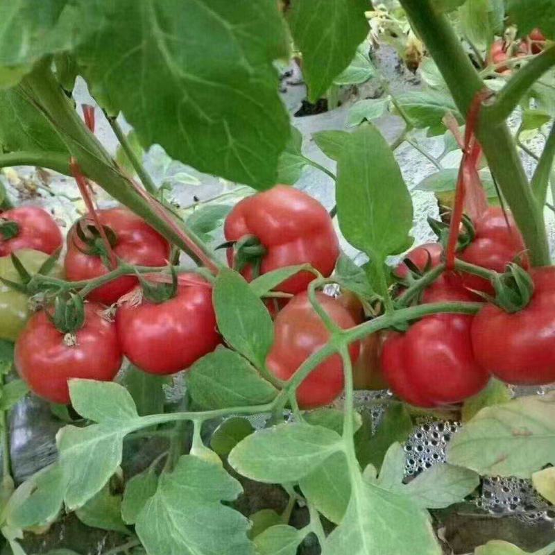 拱棚普罗旺斯大量上市