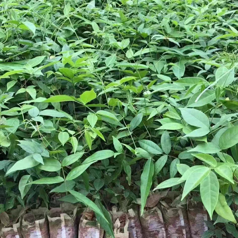 牛大力种苗，产量高，提供技术，包回收。