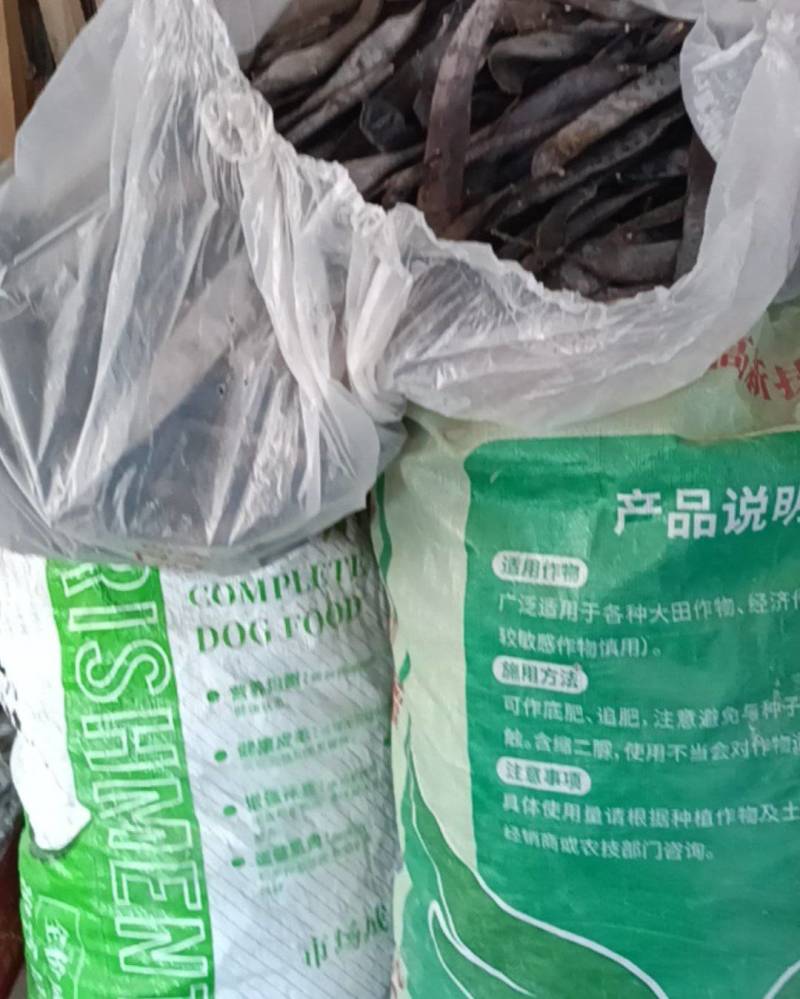 皂角