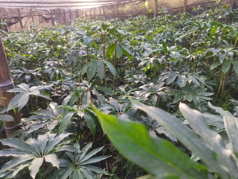 重楼价格美丽自产自销无杂质品质保证