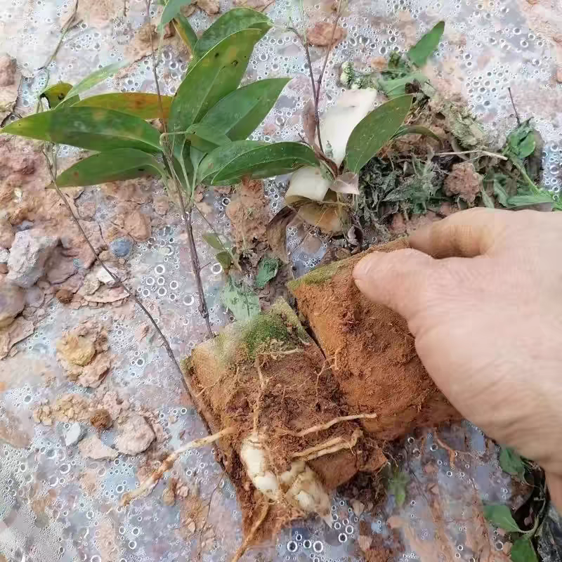土茯苓苗包技术品质保证产量高全国代发欢迎致电