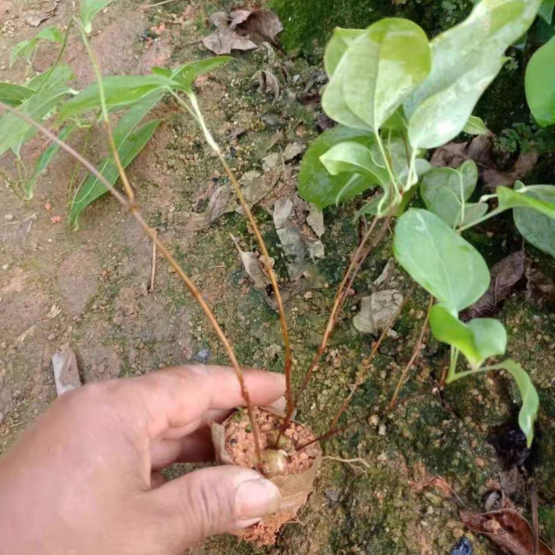 土茯苓苗包技术品质保证产量高全国代发欢迎致电