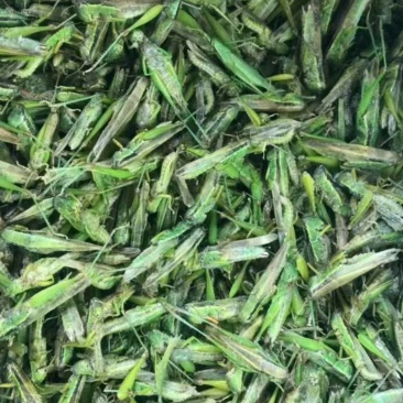 贵州精品高山蝗虫品质好蛋白质高，欢迎釆购
