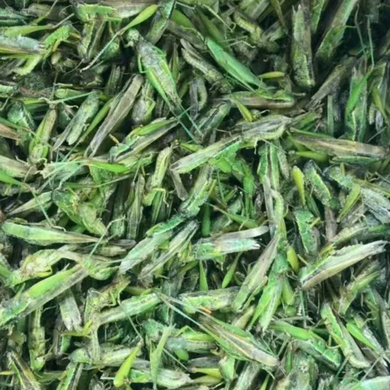 贵州精品高山蝗虫品质好蛋白质高，欢迎釆购