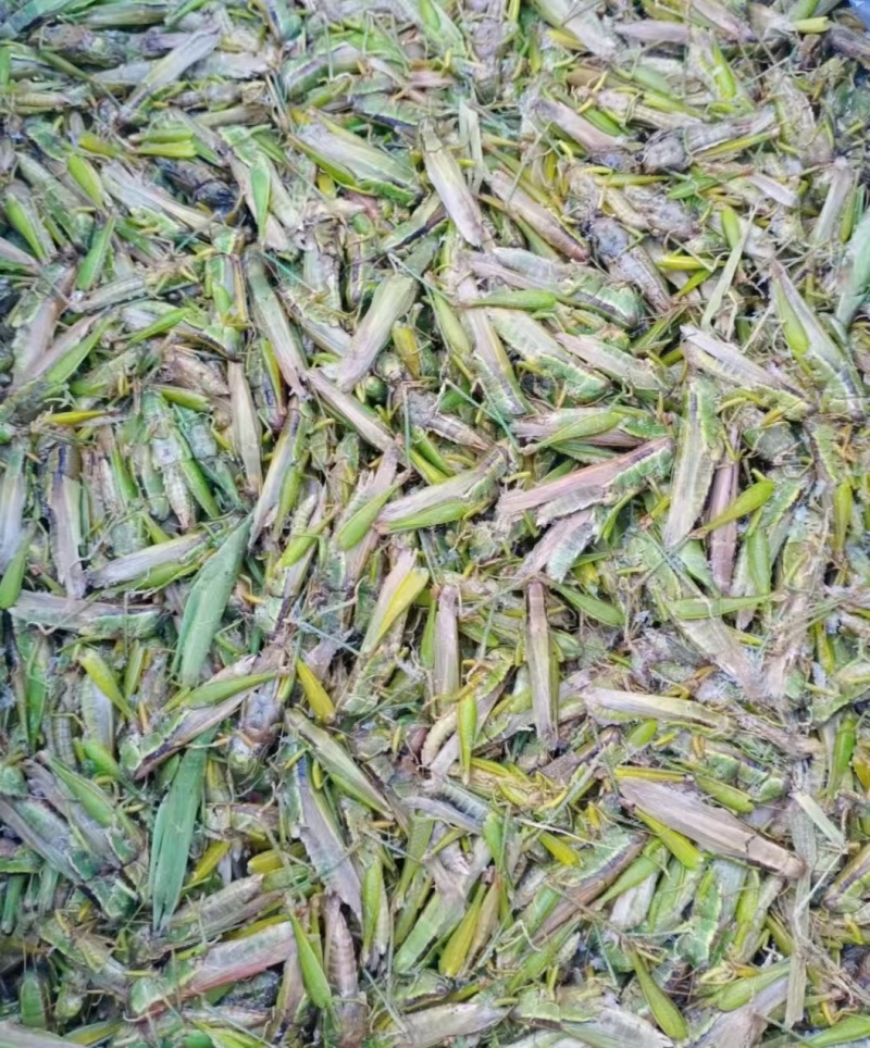 贵州精品高山蝗虫品质好蛋白质高，欢迎釆购