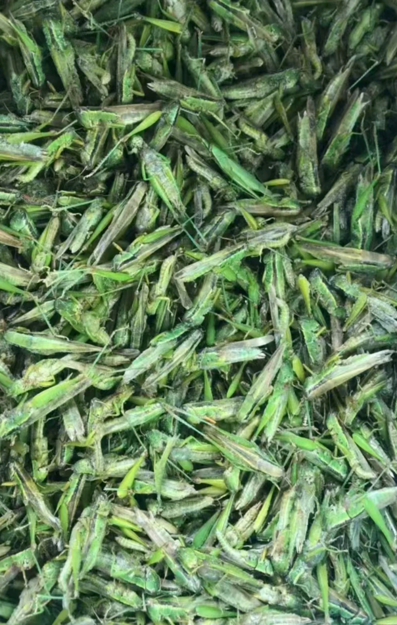 贵州精品高山蝗虫品质好蛋白质高，欢迎釆购