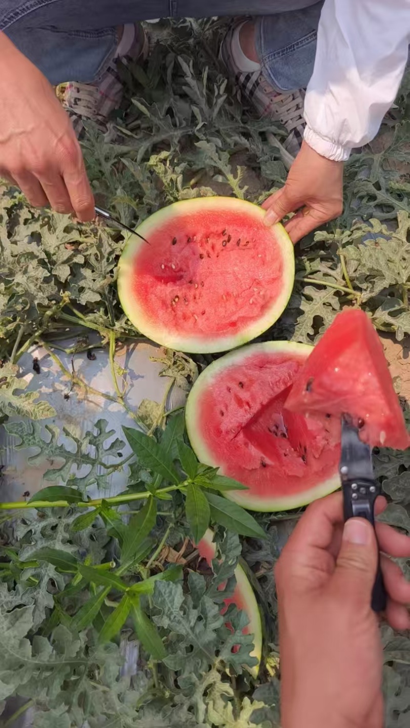 陕西甜王西瓜，新货上市，规格齐全，品质优良，欢迎咨询